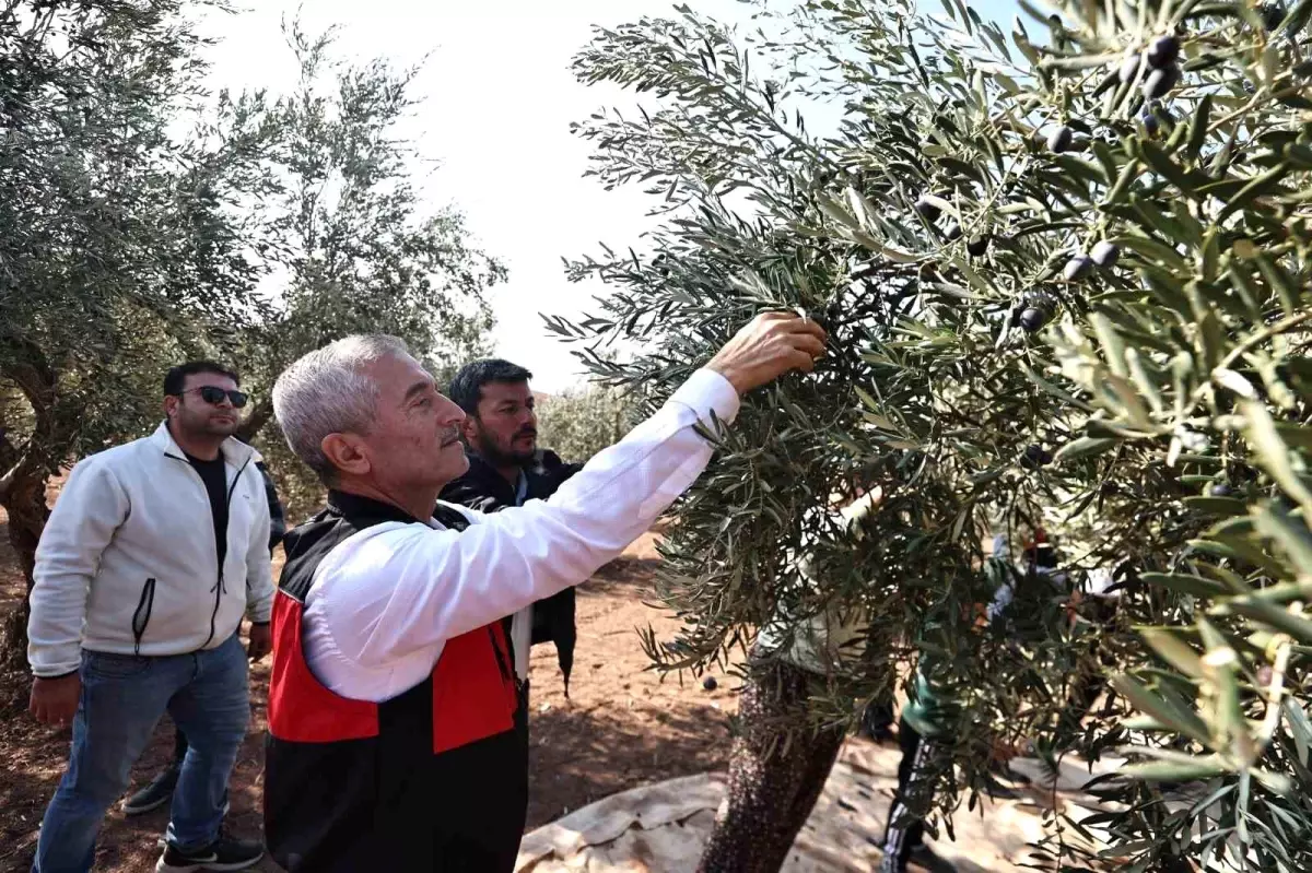 Başkan Tahmazoğlu, Damlacık Köyü’nde Zeytin Hasadına Katıldı