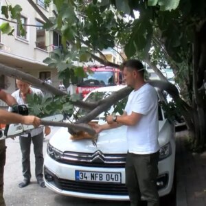 agac kamyonet carpinca otomobilin uzerine dustu tpkwMJd6