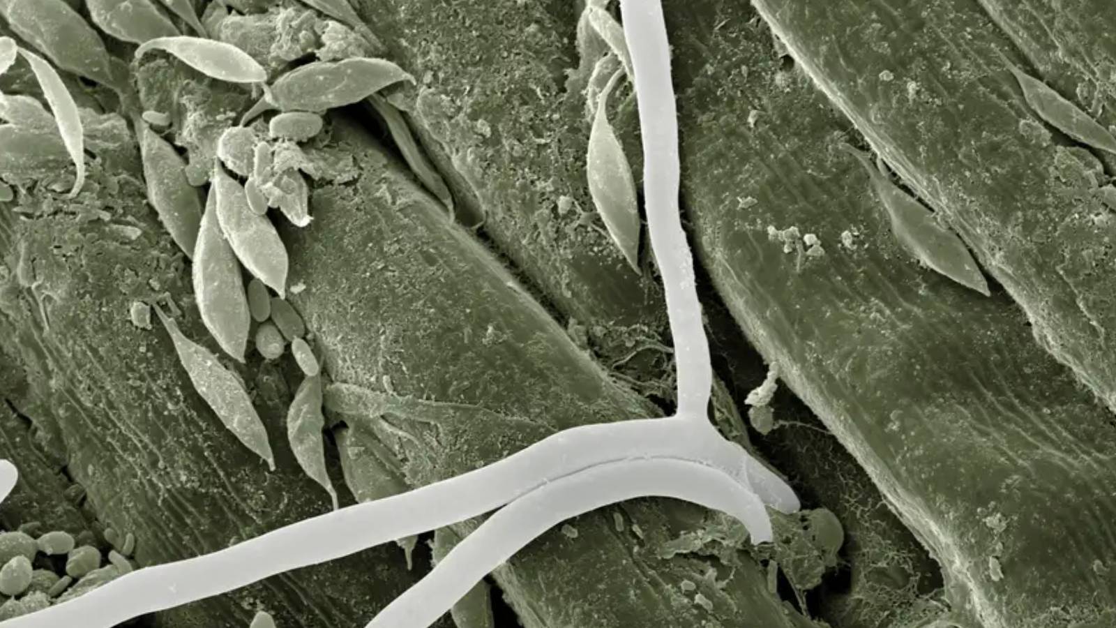 yapay zeka biyoteknolojiyi nasil terore donusturuyor KW7EOMRT.jpg