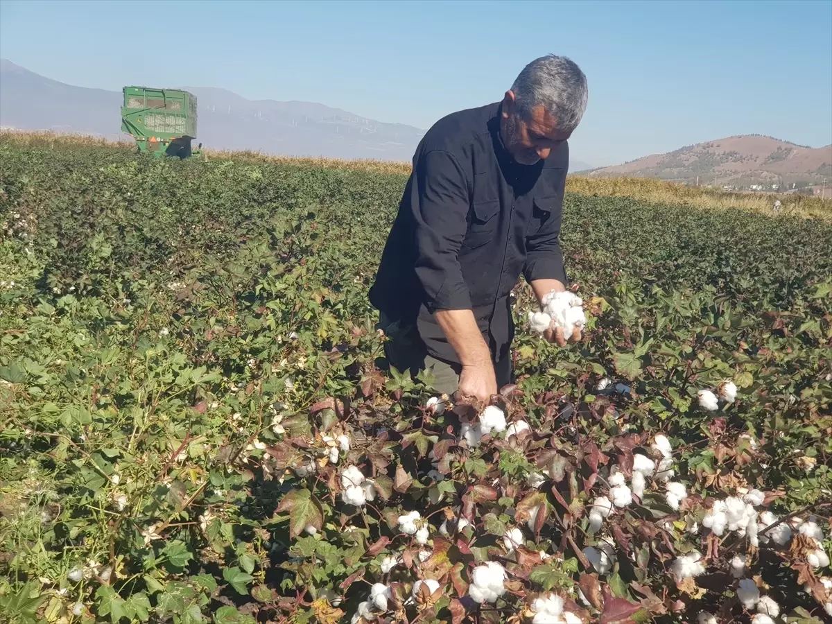 gaziantepte pamuk hasadi basladi zKAmsCSj.jpg