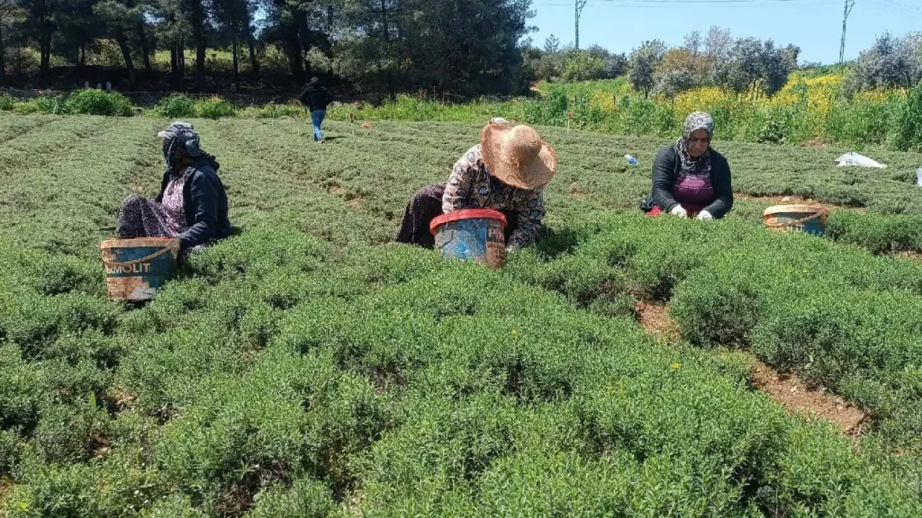Hatay’ın Lezzet Hazinesi: Zahter Hasadı Başladı, Kilosu 300 TL’den Satışta!