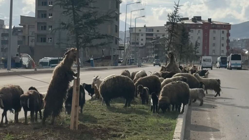 Refüjdeki Koyunlar Trafiği Tamamen Durdurdu