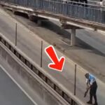 Metrobüs Hattında Yavru Kedilere Kurtarma Operasyonu