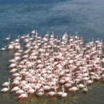 Tuz golunde flamingo sevinci 5 yilin rekoru kirildi uQAc4rNM