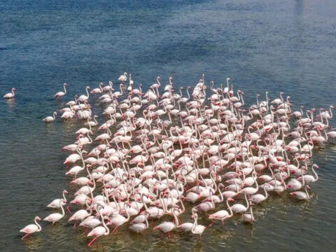 Tuz golunde flamingo sevinci 5 yilin rekoru kirildi uQAc4rNM