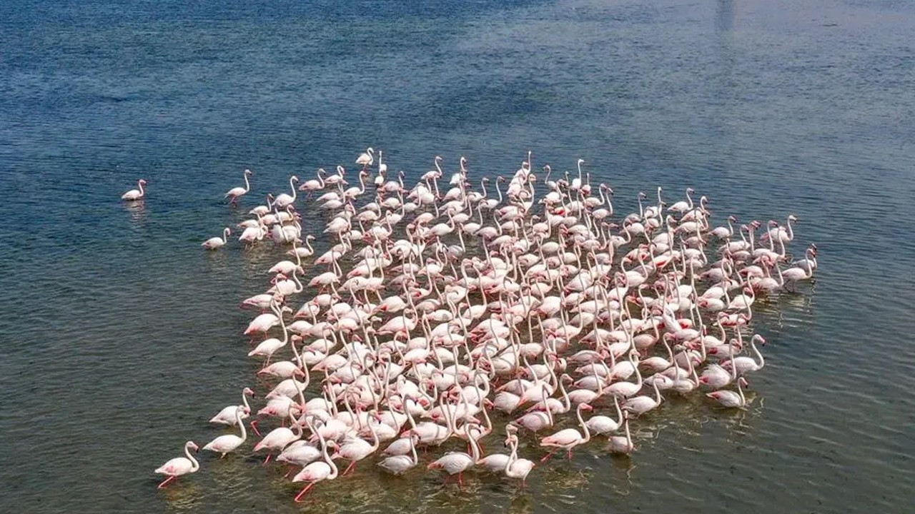 Tuz golunde flamingo sevinci 5 yilin rekoru kirildi uQAc4rNM
